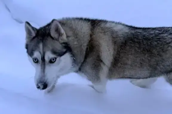 Найдена собака, Высокое, фото: Найден собака, улица Щегловская Засека, Высокое - хаски или смесь хаски и маламута