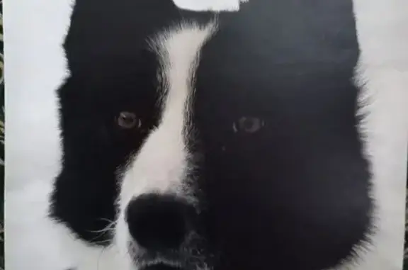 Пропал собака, 78Н-0927, 4, Заволжское сельское поселение, Заволжское - русско-европейская лайка - photo