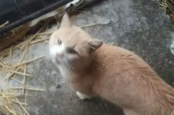 Найденные животные Светлоград, фото: Найден кот, Кленовая улица, Светлоград - контактный, ласковый