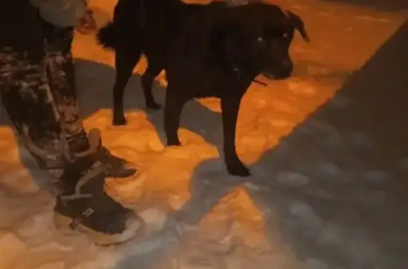 Найдена собака, дома отдыха «Пахра», фото: Найден собака, Мамоново, Московская область - ласковый и добрый