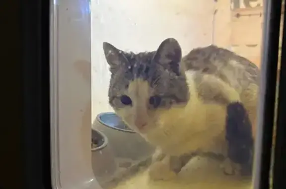 Найдена кошка, Рассудово, фото: Найдена кошка, мужской, бело-серая, Рассудово, Москва