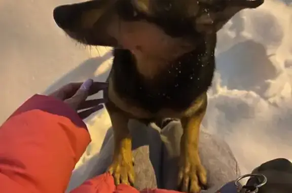 Найдена собака, Калуга, фото: Найдена собака, Проезжая улица, 23, Калуга - маленькая, черно-коричневая, с стоячими ушками