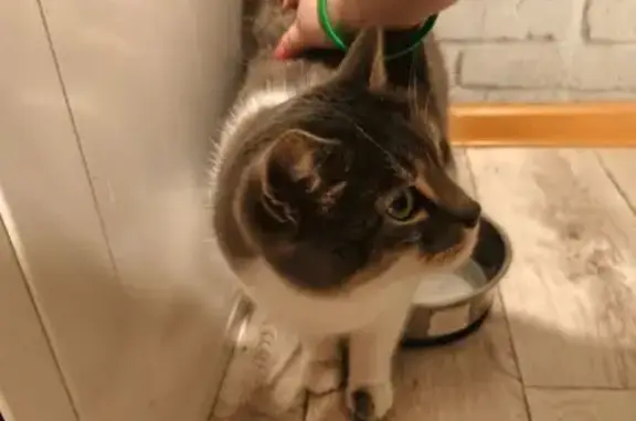 Найдена кошка, Белгород, фото: Найдена кошка, улица Маяковского, Белгород - бело-серая с полосатым хвостом