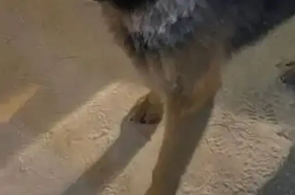 Пропал собака, Заозёрный переулок, 20, Томск - немецкая овчарка, мальчик - photo