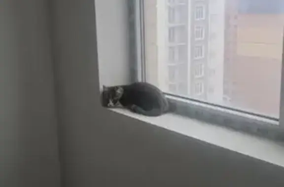 Найдена кошка, Махачкала, фото: Найдена кошка, проспект Насрутдинова, Махачкала - домашняя и шутливая