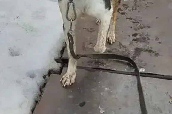 Пропал собака, улица Энтузиастов, 5, Игра - черно-белая, слепой на один глаз - photo