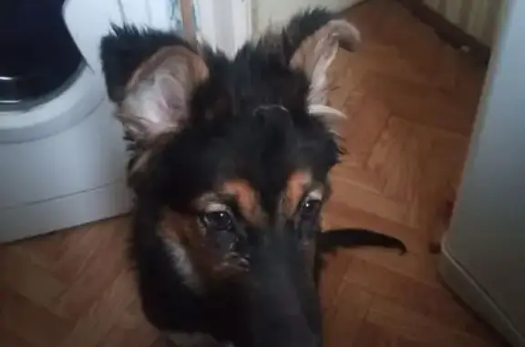 Найдена собака, Екатеринбург, фото: Найдена собака, Расточная улица, 41, Екатеринбург - черно-рыжий щенок