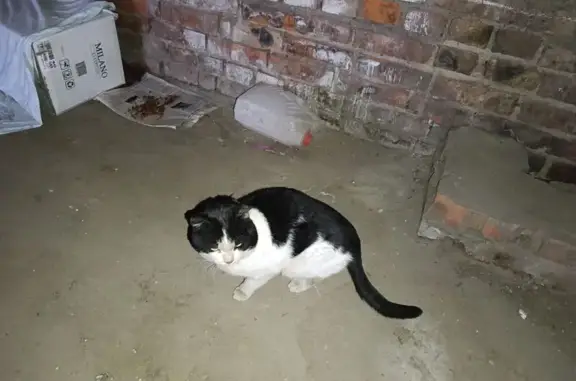 Найдена кошка, Новосибирск, фото: Найдена кошка, Широкая улица, 2А, Новосибирск - черно-белая, мужской пол