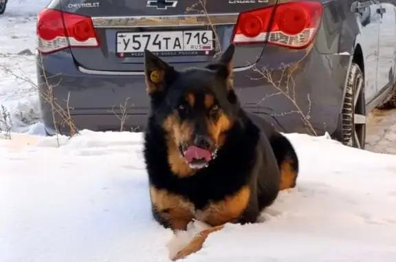Пропал собака, мужской, улица Степана Халтурина, Казань - photo