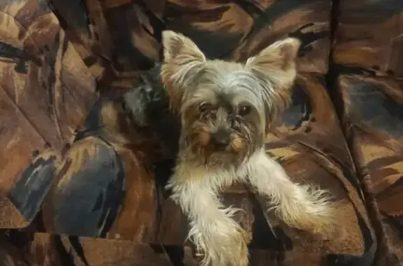 Найдена собака, Мурманск, фото: Найден собака, улица Карла Либкнехта, 36, Мурманск - напуганный мальчик