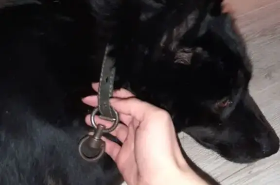 Найдена собака, Уфа, фото: Найдена собака, бульвар Баландина, Уфа - гладкая чёрная шерсть