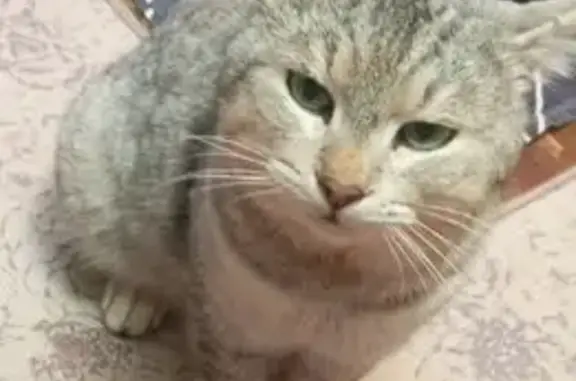 Пропал кот, улица Ивана Сутырина, 23, Кострома - photo