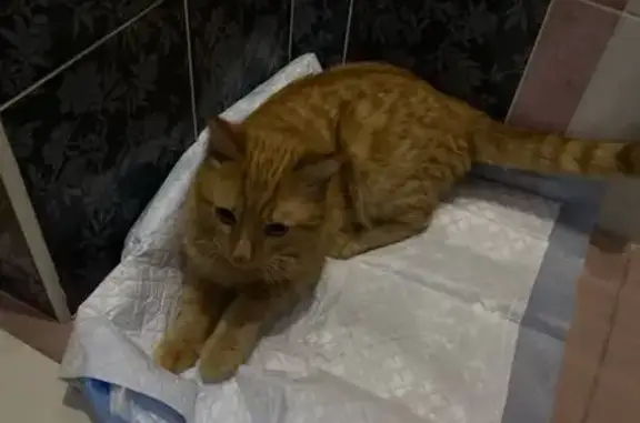 Найдена кошка, Югорск, фото: Найден кот, Солнечная улица, 11, городской округ Югорск - рыжий найден в сугробе
