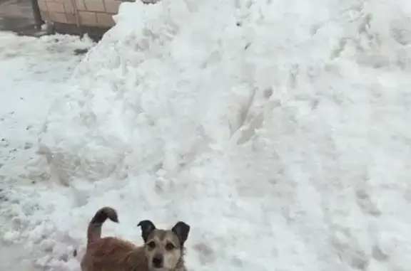 Пропала собака, мужской, улица Бормина, Курганинск - рыжий с ошейником - photo