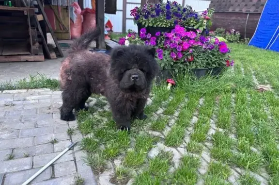 Собаки потеряшки, Старая Купавна, фото: Потеряшка собака, улица Кирова, Старая Купавна - чёрный Чау-Чау