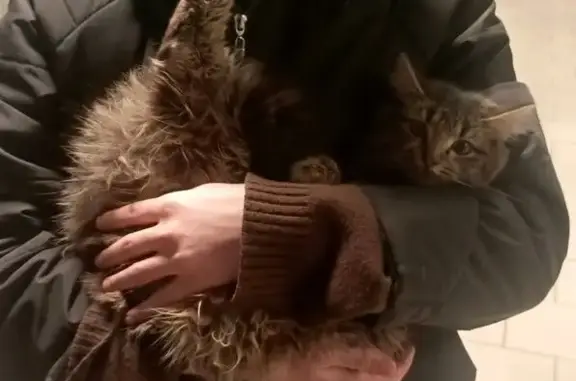 Найдена кошка, Майкоп, фото: Найдена кошка, улица Димитрова, 16, Майкоп - пушистая и ласковая