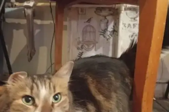 Найдена кошка, Череповец, фото: Найдена кошка, улица Металлургов, 37, Череповец