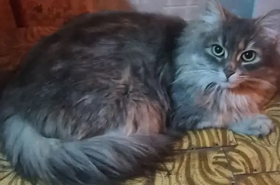 Найдена кошка, Рязань, фото: Найдена кошка, Татарская улица, Рязань