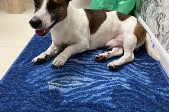 Найдена собака, Ижевск, фото: Найден собака, Красноармейская улица, 126Д, Ижевск - той терьер