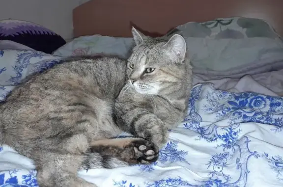 Пропала кошка, Чебоксарская улица, Пермь - серая богатка, зовут Вася - photo