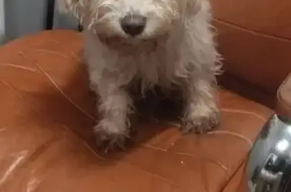 Найдена собака, Москва, фото: Найден собака, проектируемый проезд № 5470, Москва - белая лохматая, похожа на собачку Остерикса