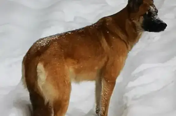 Найдена собака, Петровское, фото: Найдена собака, Петровское, Московская область - ласковая и домашняя