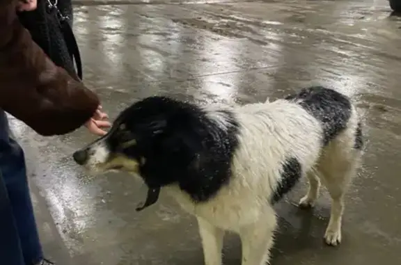 Найдена собака, Липецк, фото: Найдена собака, улица Катукова, 51, городской округ Липецк - пугливая, но добрая