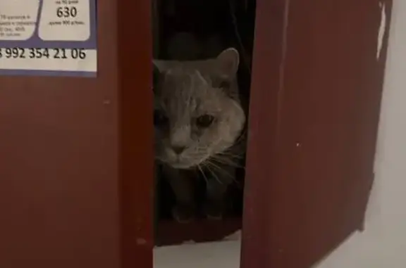 Объявления о пропавших и найденных животных, Сургут, фото: Найдена кошка, улица 30 лет Победы, Сургут - британская порода