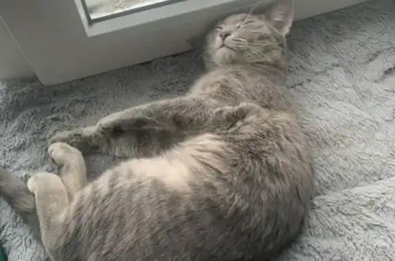 Пропал кот, улица Новаторов, 10, Воронеж - матроскин 9 месяцев - photo