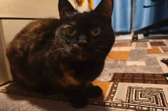 Найдена кошка, Йошкар-Ола, фото: Найдена кошка, улица Строителей, 27, Йошкар-Ола - трёхцветная с белым пятном