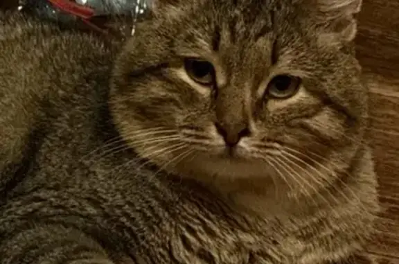 Пропал кот, улица 141-й Стрелковой Дивизии, 43, Алатырь - характерная «Буква М» на носике - photo