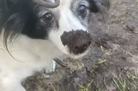 Пропала собака, женский пол, улица Кирова, 48, Петрозаводск - старенькая, плохо слышит и видит - photo