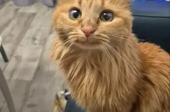 Потерянные животные Ярославль, фото: Пропала кошка, улица Радищева, 31А, Ярославль - рыжая с бельмами на глазах