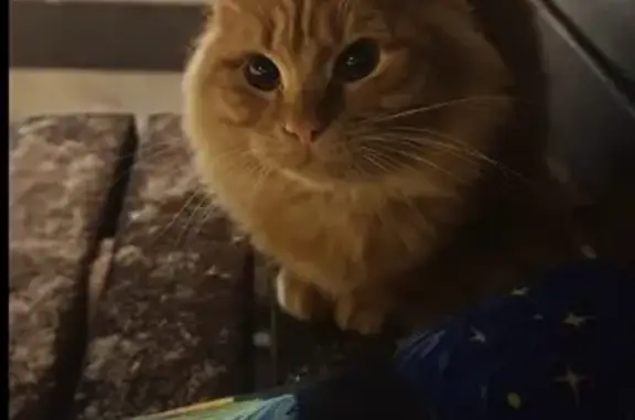 Пропал кот, Соборная улица, Волоколамск - синий ошейник - photo