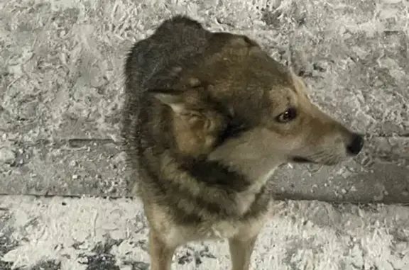 Найдена собака, Чебоксары, фото: Найдена собака, Привокзальная улица, Чебоксары - кобель с зелёным ошейником