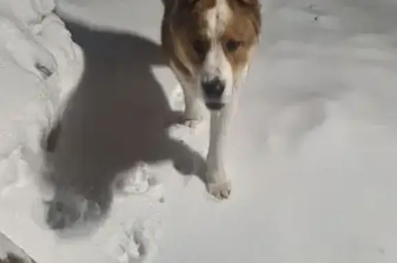 Найдена собака, Демидовка, фото: Найден собака, Майский переулок, 11, Демидовка - добрый мальчик алабай