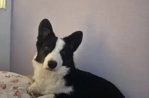 Пропала собака, улица Панина, 31, Ярославль - маленькая и пугливая - photo