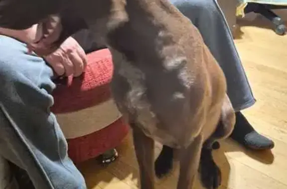 Найдена собака, Ростов-на-Дону, фото: Найдена собака, Отечественный переулок, Ростов-на-Дону - рыжая девочка без ошейника