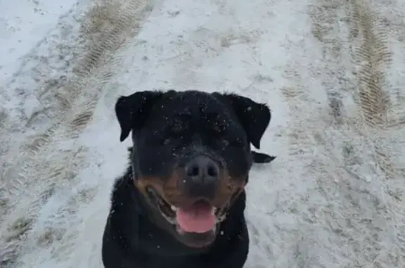 Найдена собака, Смоленск, фото: Найдена собака, женский, 1-я Северная улица, 79, городской округ Смоленск