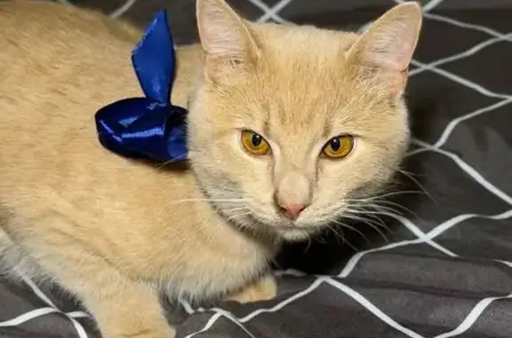 Найденные животные Зеленоградск, фото: Найдена кошка, улица Бровцева, 11, Зеленоградск - ласковый и контактный кот