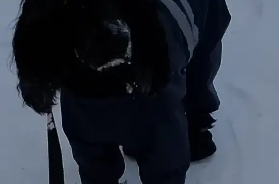 Пропала собака, Слободская улица, 26, Тюмень - черный спаниель, молодая - photo