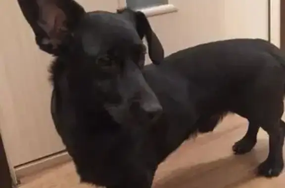 Найденные животные Лесная Поляна, фото: Найден собака, Лесная Поляна, Ярославль - гладкошёрстный с большими ушами