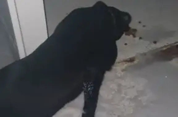 Найдена собака, Волгоград, фото: Найден собака, улица Павлика Морозова, 19, Волгоград - чёрный щенок