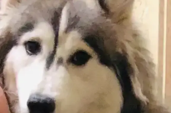 Пропала собака, проспект Машиностроителей, 9, Красноярск - хаски, кличка Айза - photo