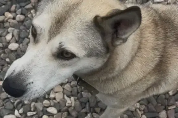 Пропала собака, Пионерская улица, Вичуга - похожа на лайку или хаски - photo