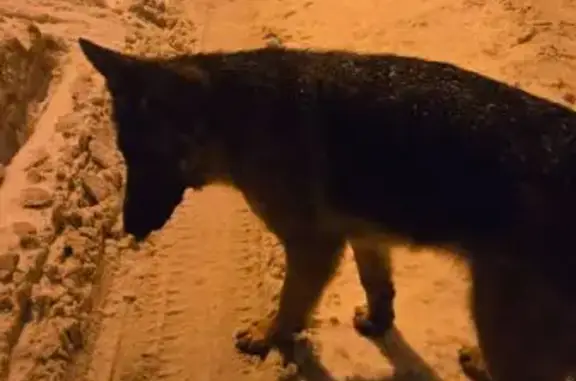 Найдена собака, Пенза, фото: Найдена собака, улица Попова, 20, Пенза - похожа на овчарку