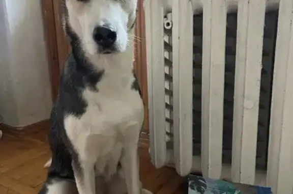 Собаки потеряшки, Ростов-на-Дону, фото: Потеряшка собака, Портовая улица, 180, Ростов-на-Дону