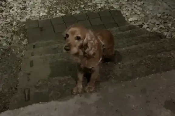 Найдена собака, Краснодар, фото: Найдена собака, Малиновая улица, 314, Краснодар - кокер спаниель