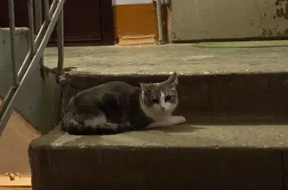 Объявления о пропавших и найденных животных, Вологда, фото: Найдена кошка, Лечебная улица, Вологда - серо-белая с большими пугливыми глазами