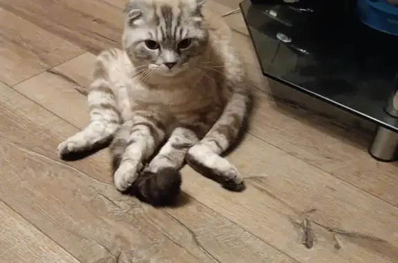 Найденные животные Мурманск, фото: Найдена кошка, улица Миронова, 12, Мурманск - фенотип шотландский вислоухий